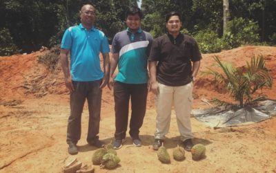 Durian Farm Project