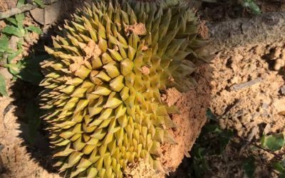 Durian Farm Progress (May – July 2020)